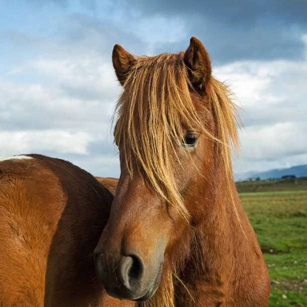 istock Ponies of Iceland 909707948
