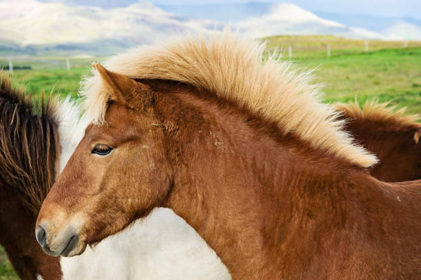 istock Ponies of Iceland 909707952
