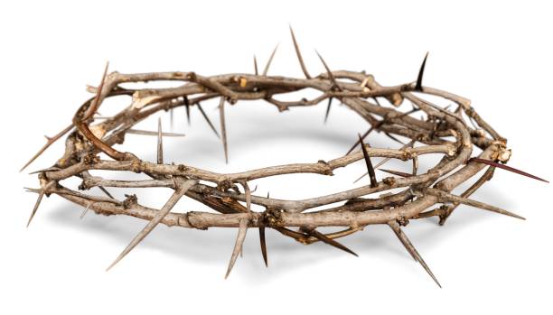 Crown of thorns. Crown of Thorns thorn stock pictures, royalty-free photos & images