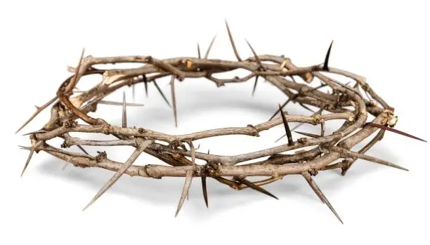 Photo of Crown of thorns.