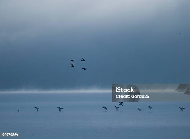 Ducks Landing At Dusk Stock Photo - Download Image Now - Animal, Animal Wing, Aquatic Organism