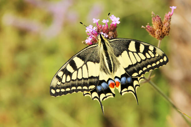 mariposa cola de golondrina - odenwald fotografías e imágenes de stock