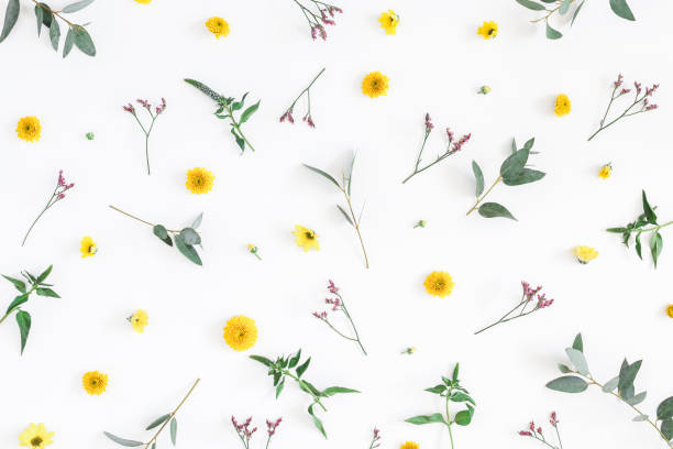 istock Yellow and pink flowers on white background. Flat lay 909709246