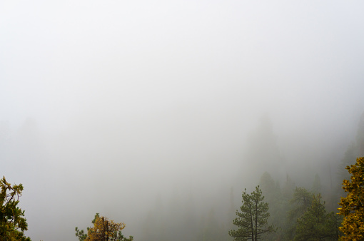 Atmospheric shot of a forest disappearing into thick fog.