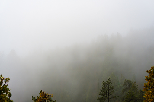 Atmospheric shot of a forest disappearing into thick fog.