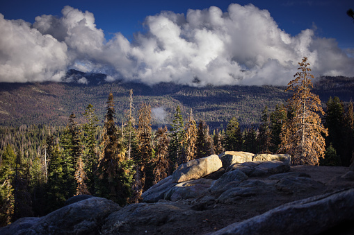 Towering clouds over the thick forest - largely Jeffrey pine and sequoia - of Kings Canyon National Park, California.
