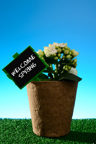 istock Welcome spring sign and potted flower 909716138