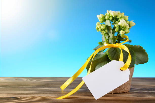 istock Potted flower with empty blank sign 909716164