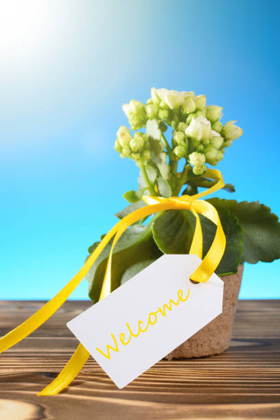 istock Potted flower with Welcome sign 909716166