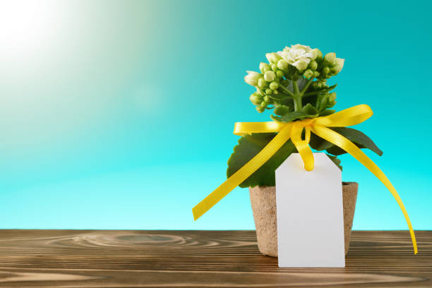 istock Potted flower with empty blank sign 909716172