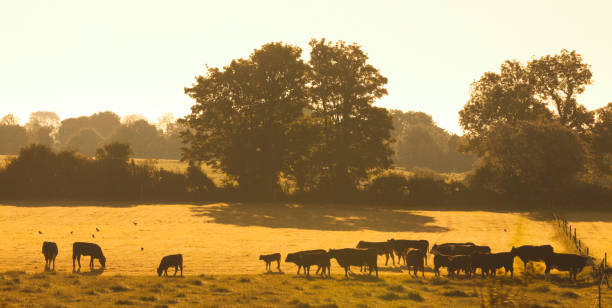 istock Cattle at Sunrise in Rural Ireland 909725106