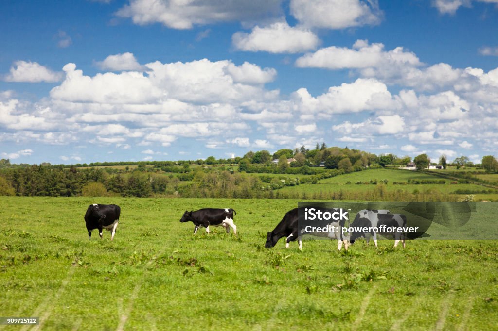 Rinder im ländlichen Irland - Lizenzfrei Insel Irland Stock-Foto