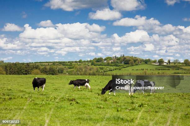 Rinder Im Ländlichen Irland Stockfoto und mehr Bilder von Insel Irland - Insel Irland, Rind, Kuh