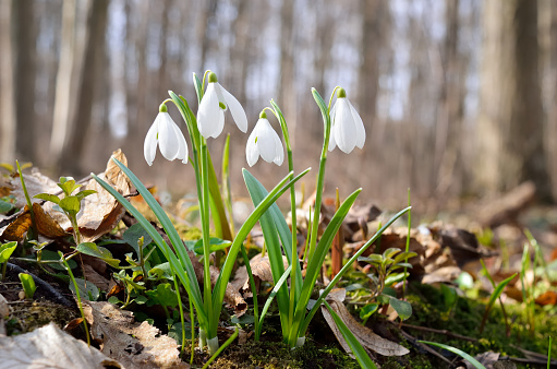 Close up of a spring snowflake flower facing downward with a blurred background