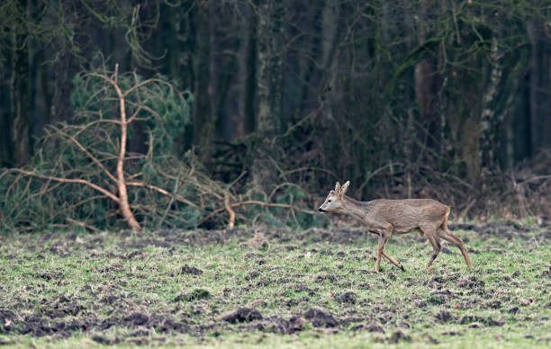 istock Young roebuck walking in meadow near forest. 909725378