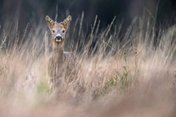 istock Alert young roebuck in high yellow grass looking towards camera. 909725400