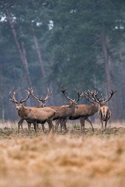 istock Group of red deer stag in forest meadow standing together. 909725464