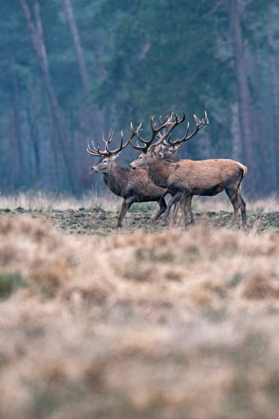 istock Three red deer stag in forest meadow standing together. 909725468