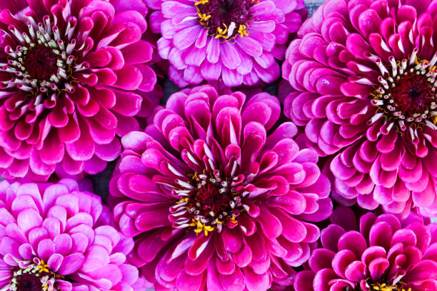 istock Flowers zinnias as background 909725566