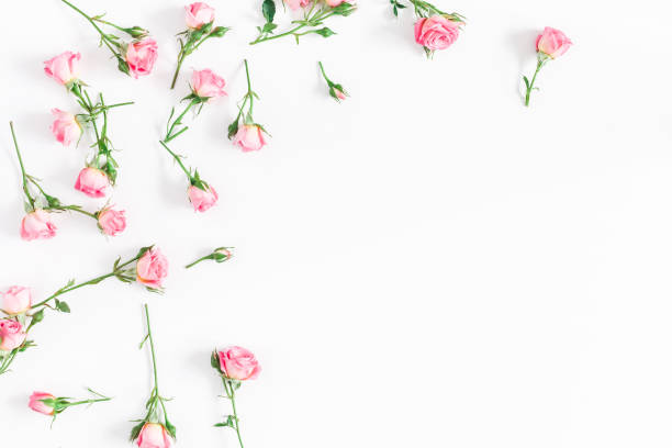 istock Frame made of pink rose flowers. Flat lay, top view 909726202