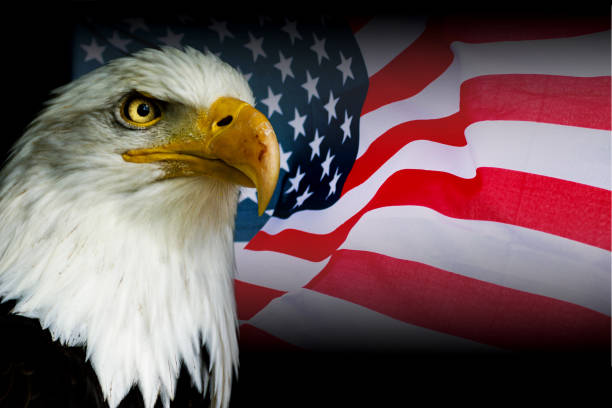 istock American symbol - USA flag with eagle 909726594