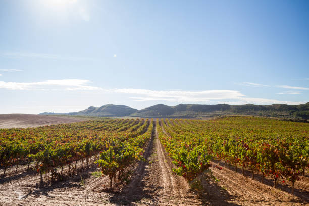 istock Rows of wine vineyard stretch to the mountains 909729130