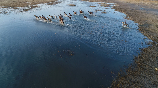 Wild Horses of Anatolia aerial view photography
