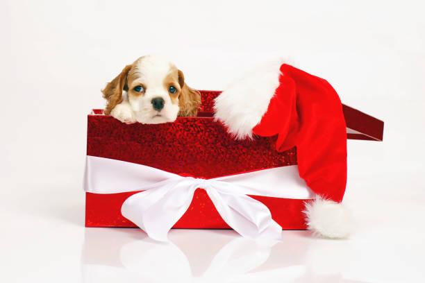 istock Adorable white and red American Cocker Spaniel puppy posing in a big red gift box on a white background 909729242