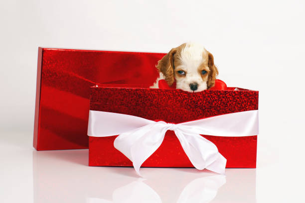 istock Adorable white and red American Cocker Spaniel puppy posing in a big red gift box on a white background 909729364