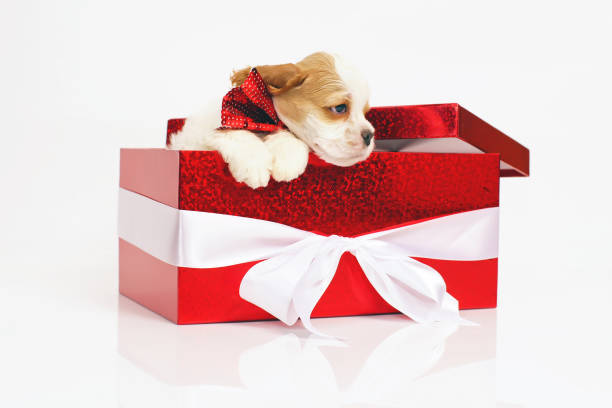 istock Adorable white and red American Cocker Spaniel puppy posing in a big red gift box on a white background 909729436