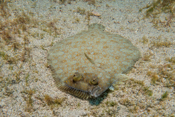 wide-eyed flounder stock photo