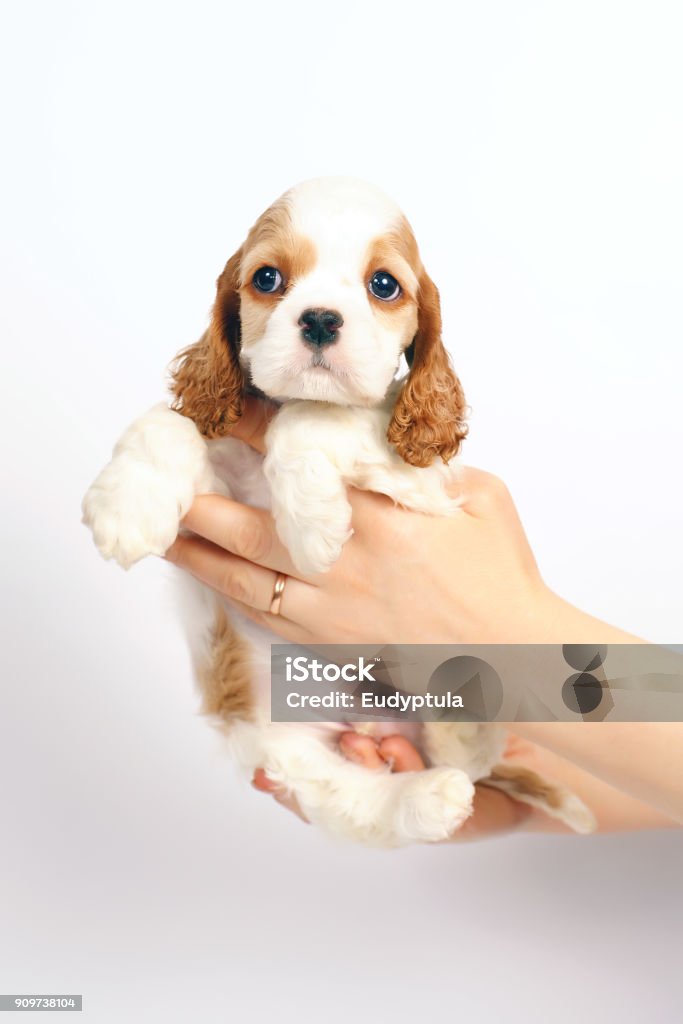 Funny White And Red American Cocker Spaniel Puppy Posing Indoors In Womans  Hands On A White Background Stock Photo - Download Image Now - iStock