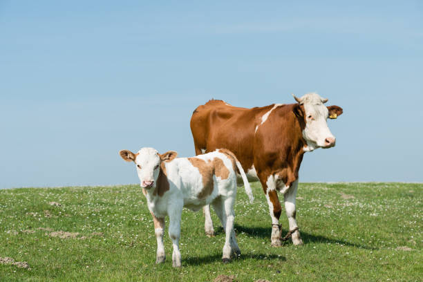 istock Cows farming outdoors 909738530
