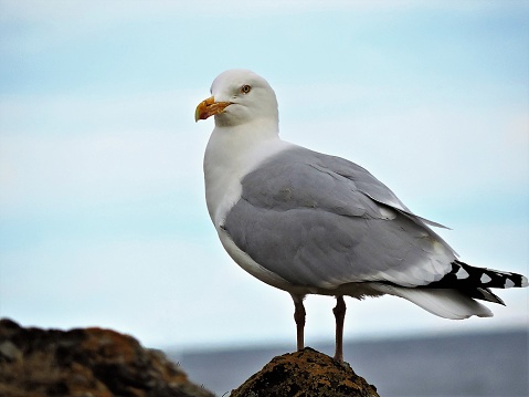 Close-up image of a European herring gull.