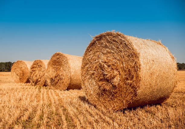 istock Straw bales at the wheat field. Summer 909741696