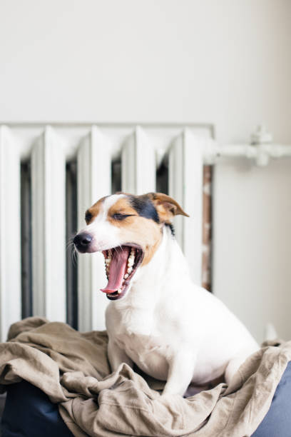 istock Cute Jack Russell Terrier on his place. 909741708