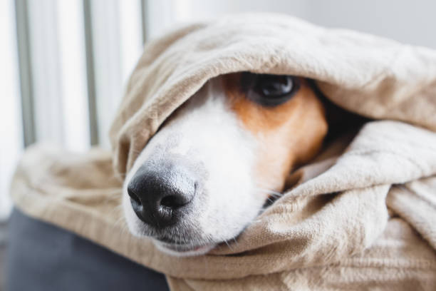 istock Cute Jack Russell Terrier on his place. 909741830