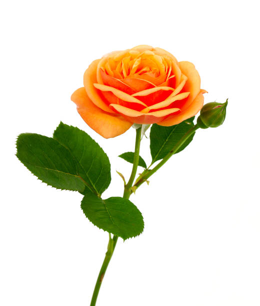 66,600+ Orange Roses Stock Photos, Pictures & Royalty-Free Images - Istock  | Red Orange Roses, Orange Roses High Angle, Orange Roses Background