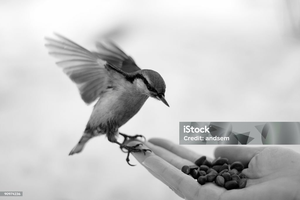 Black and white image of a wild bird sitting on a hand Wild bird on hand. Animal Wing Stock Photo