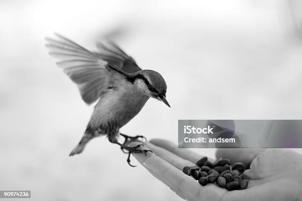 Black And White Image Of A Wild Bird Sitting On A Hand Stock Photo - Download Image Now