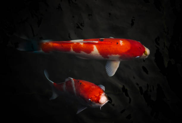 istock Red Koi Carps swimming in Pond 909742438