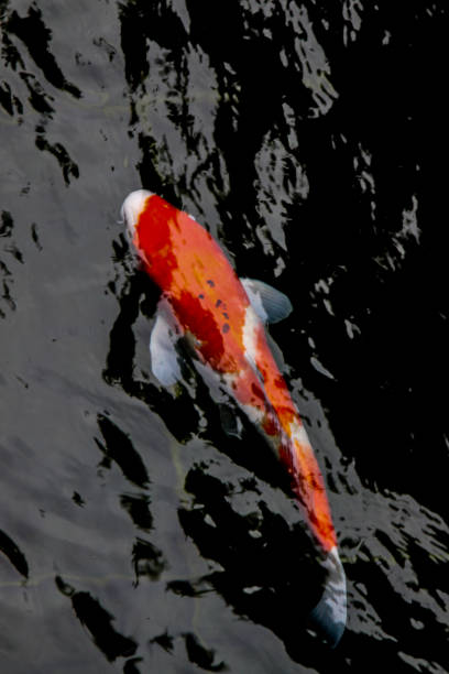 istock Red Koi Carps swimming in Pond 909742446