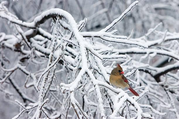 istock Female Cardinal sitting on a snowy branch. 90974898
