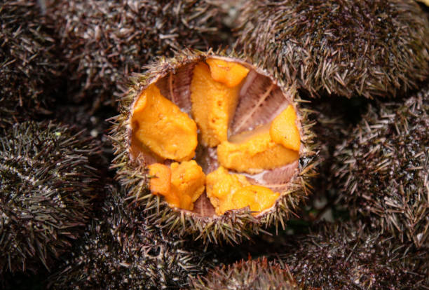 istock Fresh Sea Urchin Uni Sashimi at Fish market 909749060