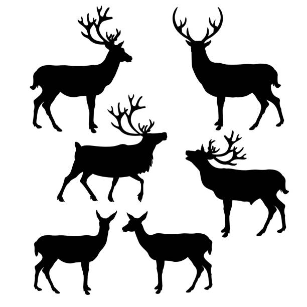 ilustraciones, imágenes clip art, dibujos animados e iconos de stock de deer silueta de colección - reindeer