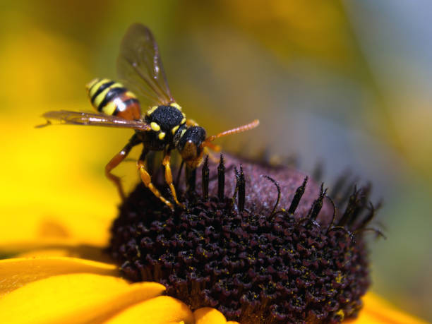 istock A wasp on yellow rudbeckia 909750554