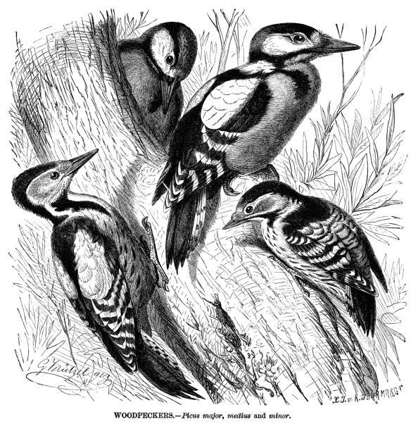 Woodpeckers Woodpeckers - Scanned 1885 Engraving dendrocopos major stock illustrations