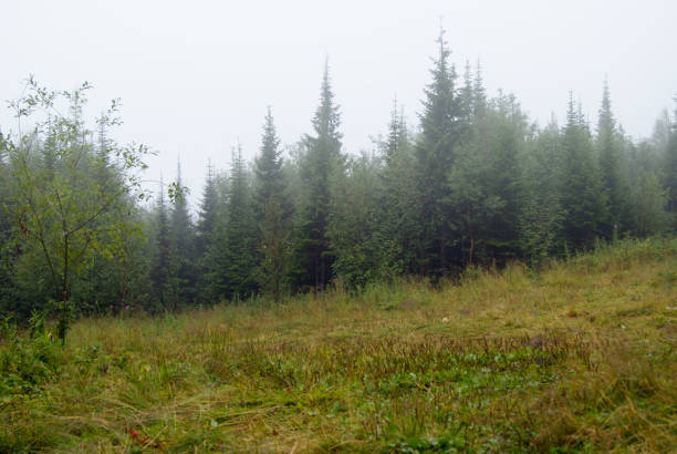 istock mountain forest glade in the fog 909753190