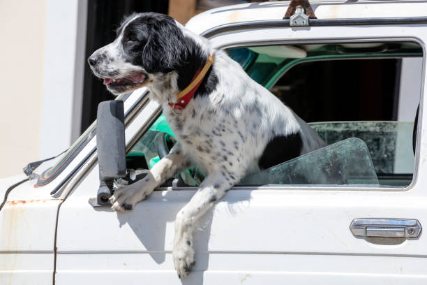 istock Dog sitting in a car 909753312