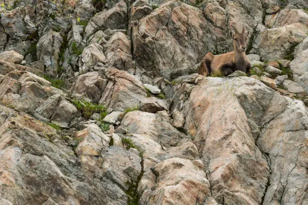 Photo of Ibex resting, Aiguilles Rouges, France